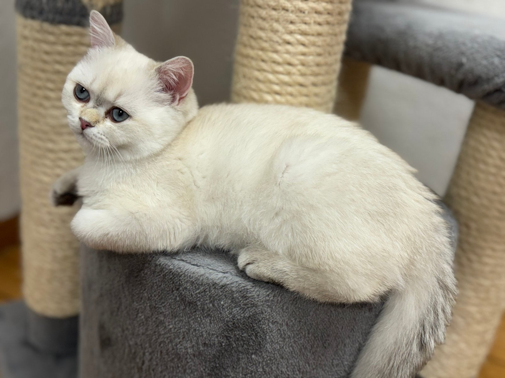 kittens Britse korthaar, Plusieurs animaux, Vermifugé, 0 à 2 ans