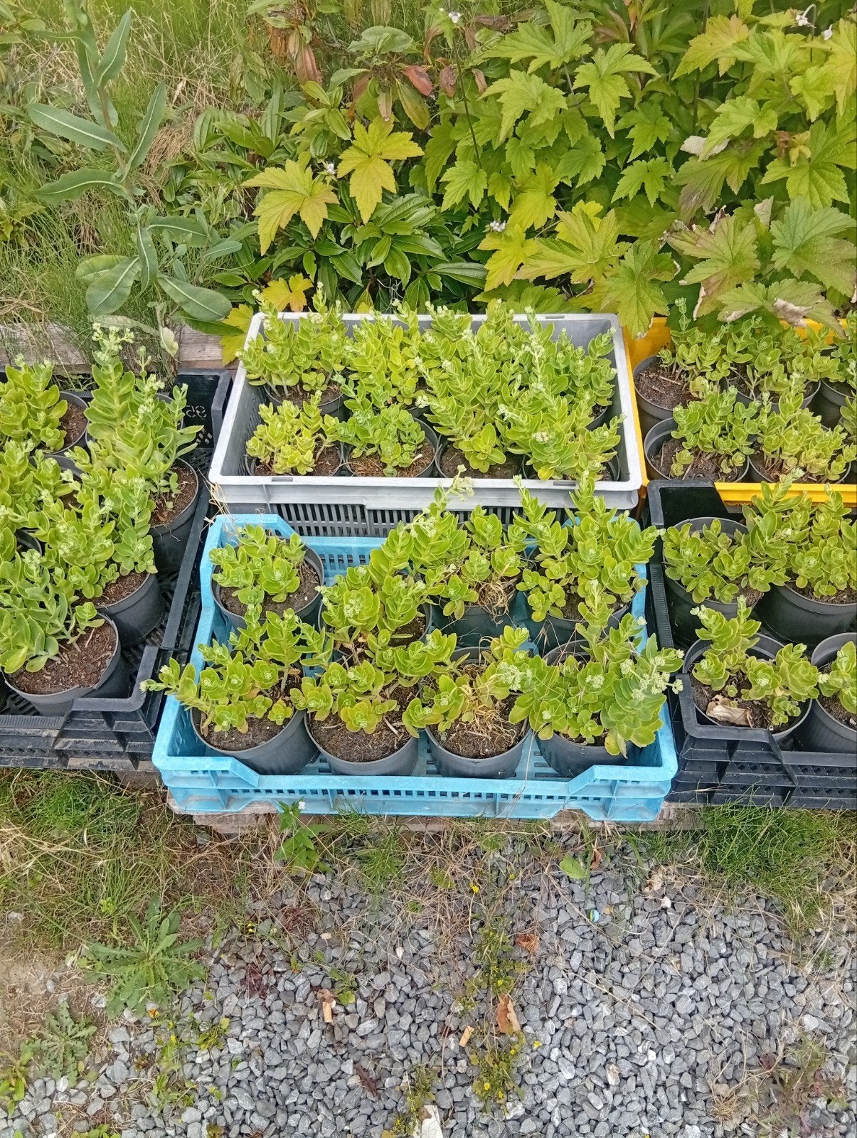 Sedum, Ophalen, Vaste plant