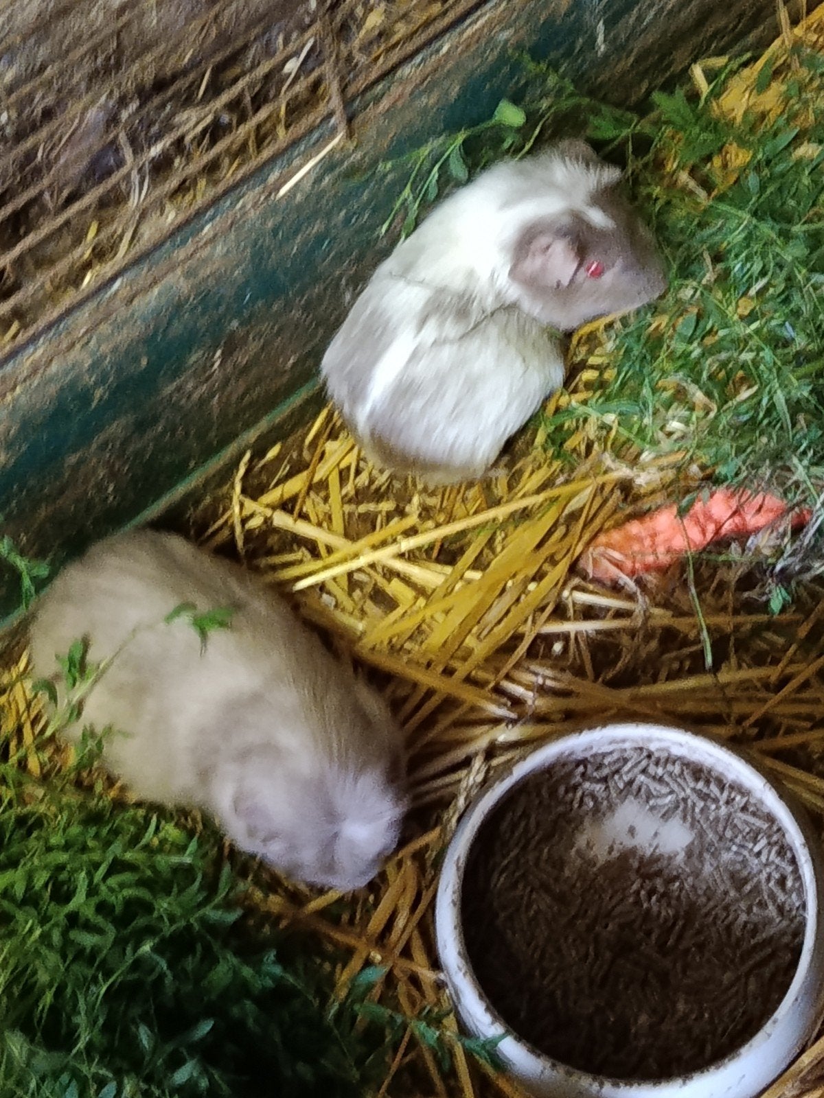 Cavia beertjes, Dieren en Toebehoren, Knaagdieren, Mannelijk, Cavia, Oktober, Tam