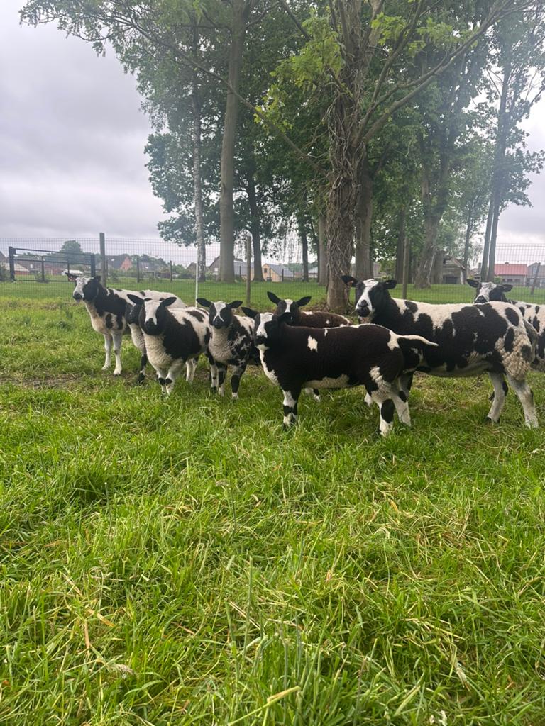 Baggerbonte lammeren, Dieren en Toebehoren, Schaap