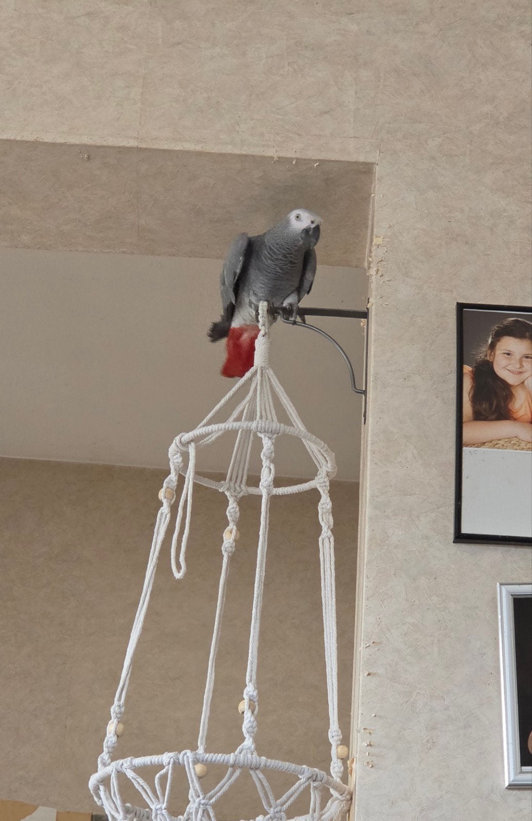 Perroquet Gabon gris 1,5 an parle bien, Animaux & Accessoires, Oiseaux | Perruches & Perroquets, Perroquet, Femelle, Parleur, Domestique