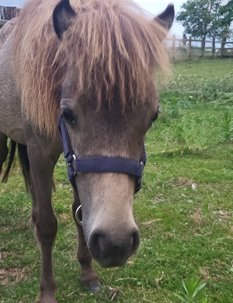 Mooi en super lieve mini paardje  appaloosa, Dieren en Toebehoren, Gechipt, 0 tot 2 jaar, Hengst, A pony (tot 1.17m)
