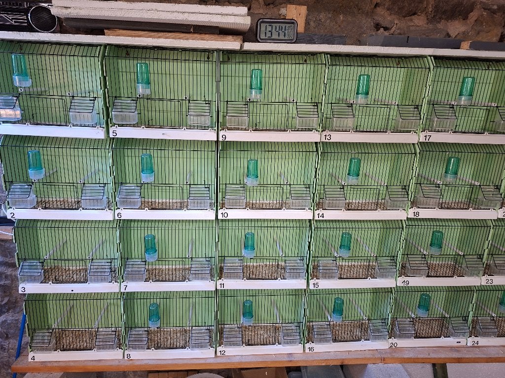 Cages de préparation, Animaux & Accessoires, Enlèvement, Comme neuf, Autres matériaux, Cage à oiseaux