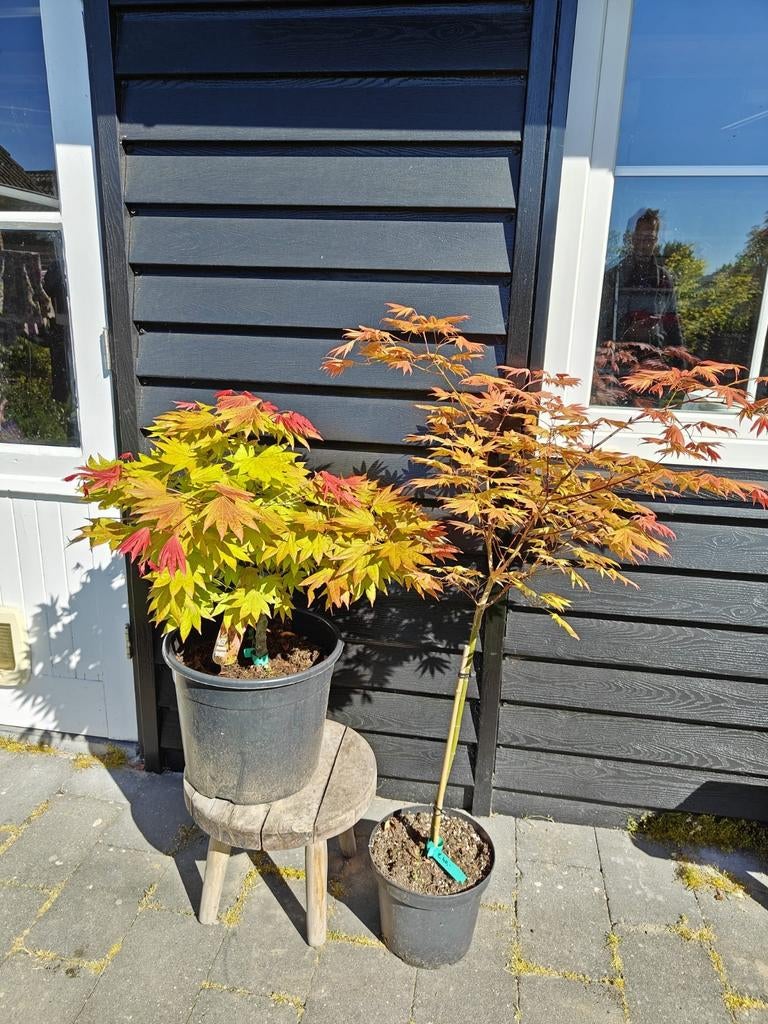 Acer Shirasawanum Moonrise Japanse esdoorn, Tuin en Terras, Ophalen