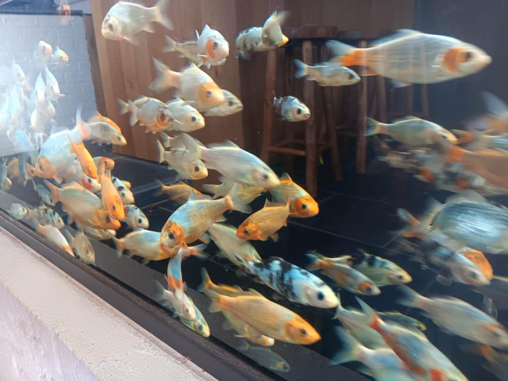Koi’s, Dieren en Toebehoren, Vissen | Vijvervissen, Karper of Koi
