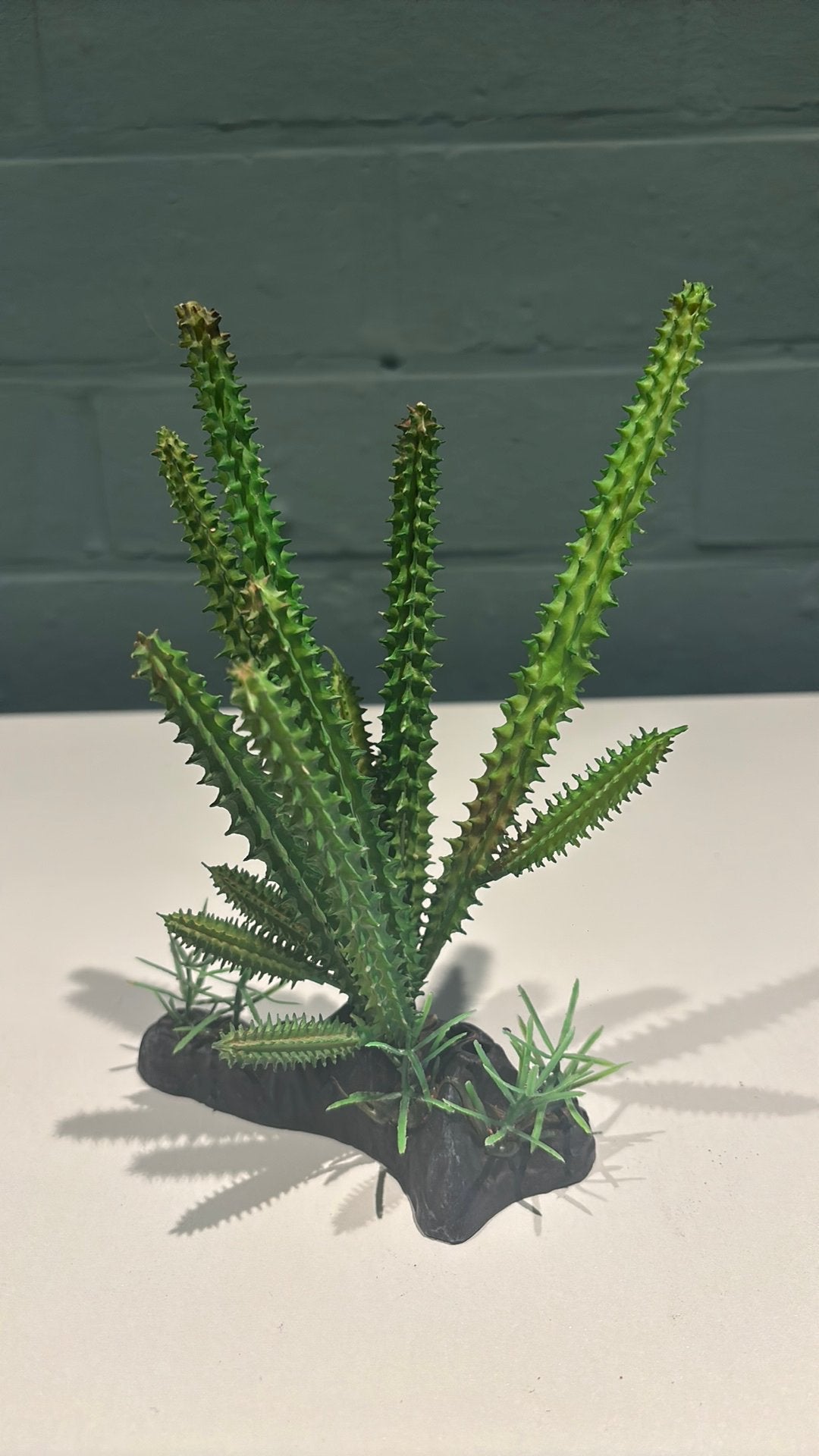 Cactus met voet kunststof 19cm, Ophalen
