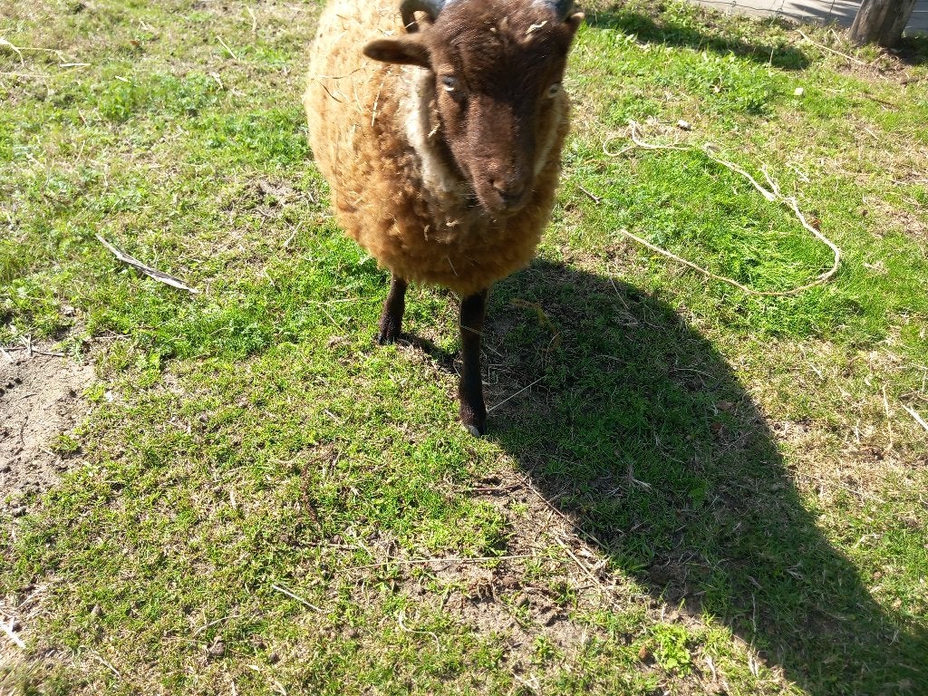 Quesssant schaap te koop, Animaux & Accessoires, Mouton