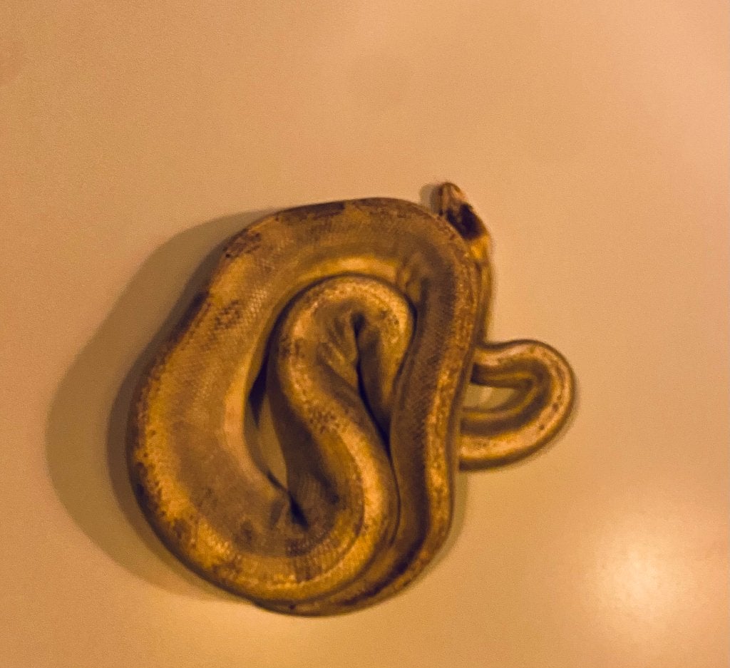Volwassen mannelijke koningspython zoekt een nieuwe thuis Ball Python photo 5