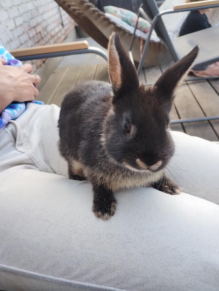 Dwerg konijn, Dieren en Toebehoren, Konijnen, Dwerg, Vrouwelijk, 0 tot 2 jaar