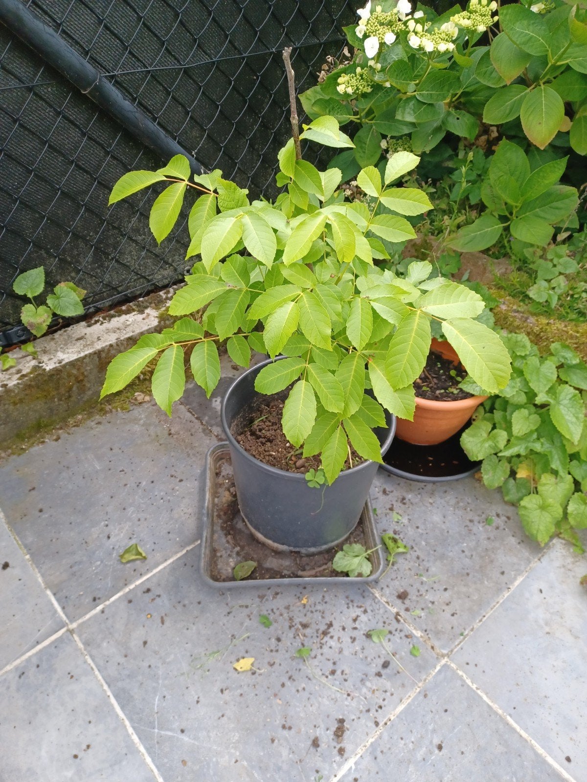 Kleine notelaar boompje., Tuin en Terras, Ophalen
