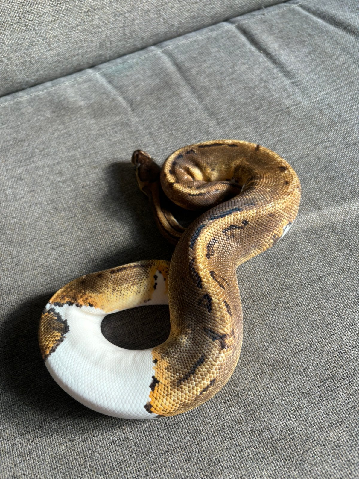 Koningspython piebald te koop + terrarium + eten te koop !, Dieren en Toebehoren, Reptielen en Amfibieën, Slang
