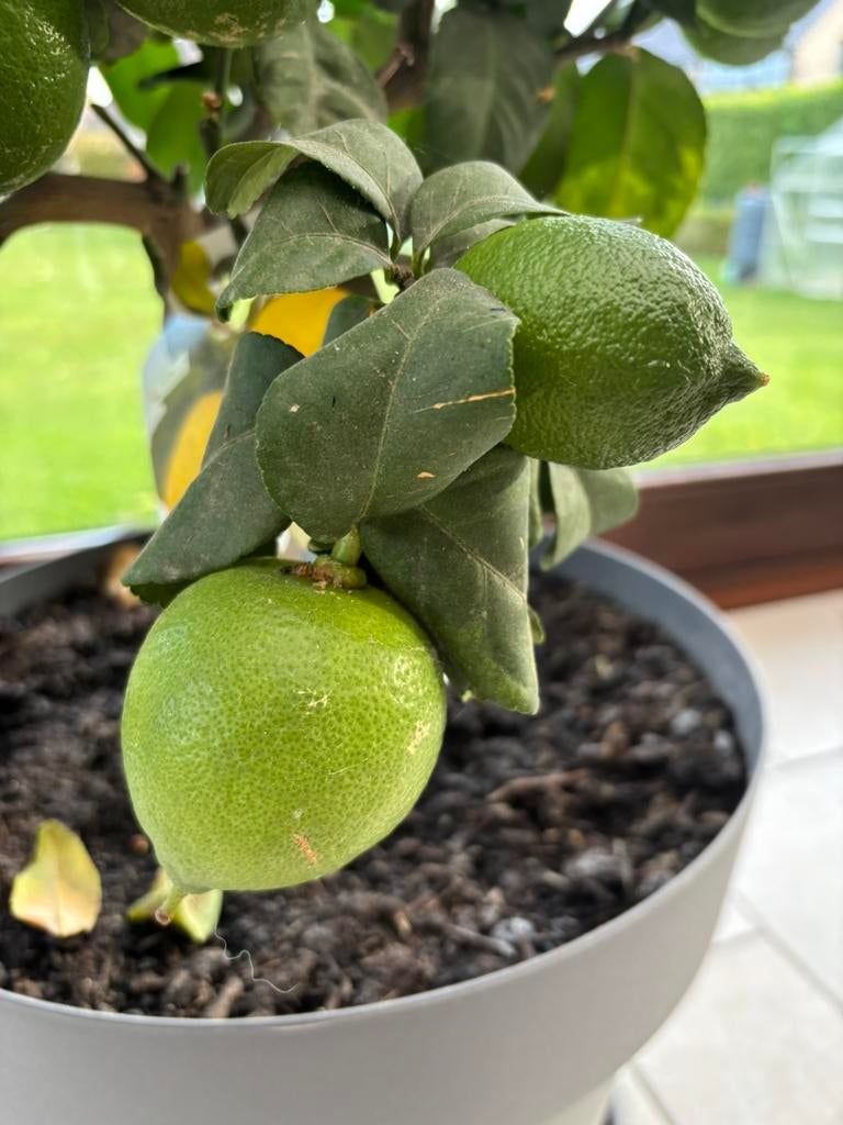 Citronnier jaune, Annuelle, Printemps, Enlèvement, Plantes fruitières