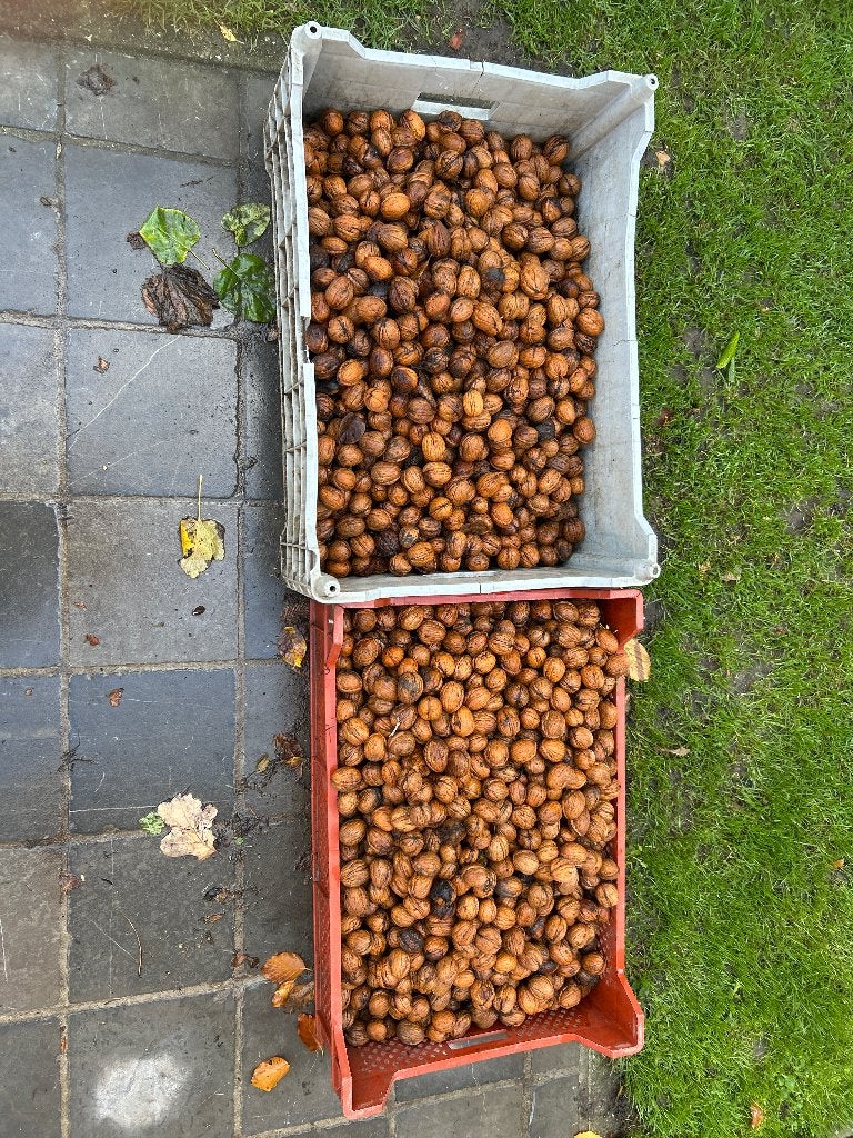 Okkernoten, Ophalen