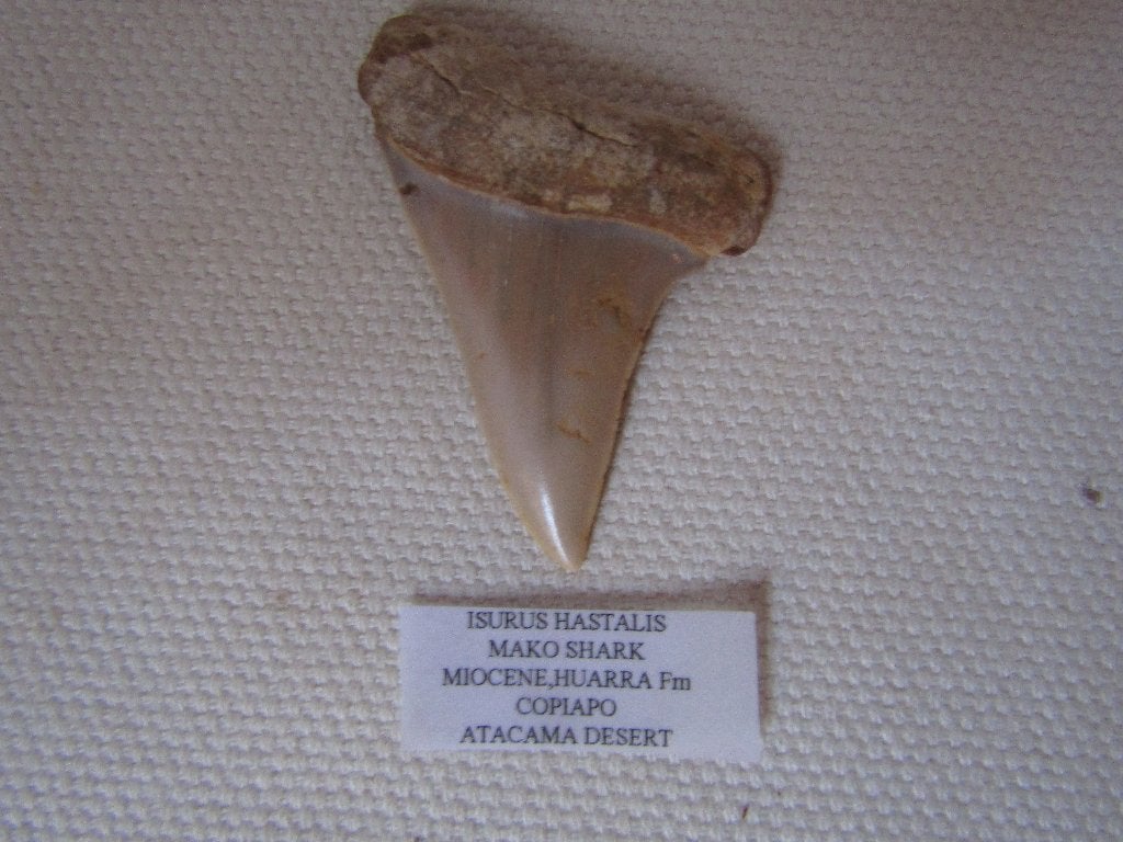 Remarquable Fossile de dent d'Isurus Hastalis, Collections, Minéraux & Fossiles, Fossile, Enlèvement ou Envoi