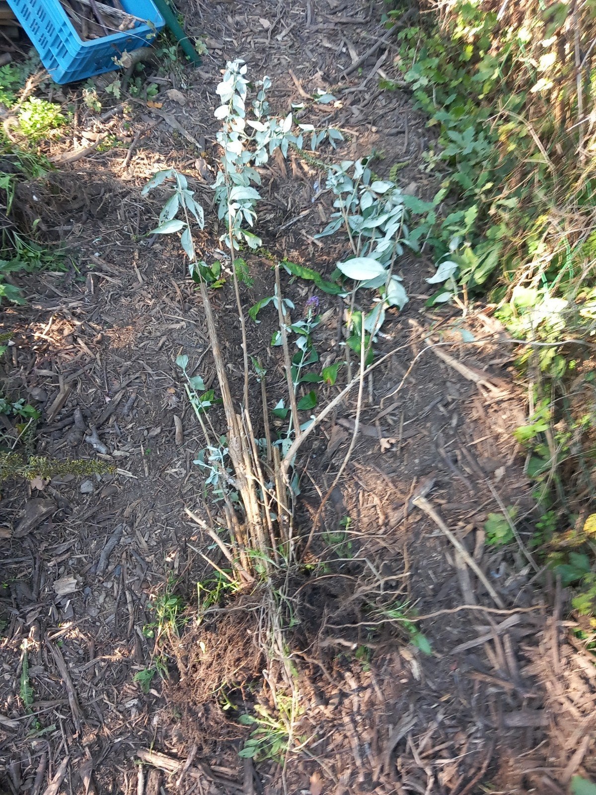 vlinderstruiken, Ophalen