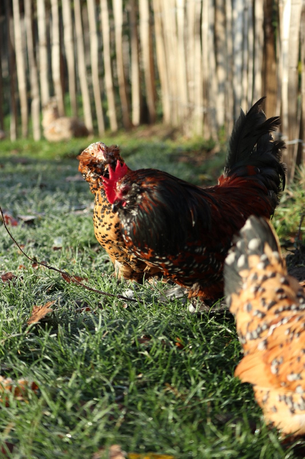 Oeufs fécondés de Barbu d’Uccle mille fleurs à vendre, Animaux & Accessoires, Plusieurs animaux, Poule ou poulet