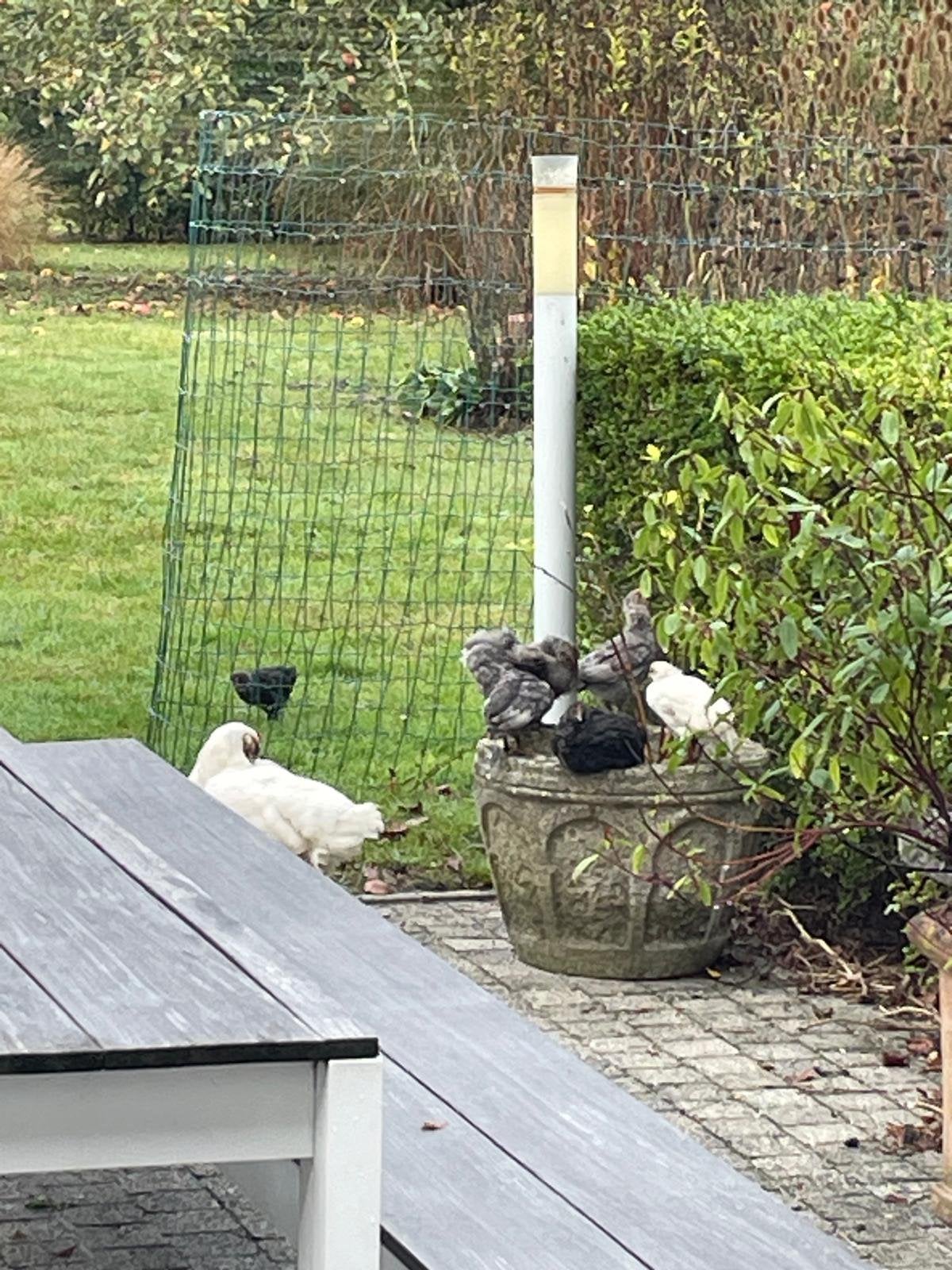 Gratis kuikentjes, Dieren en Toebehoren
