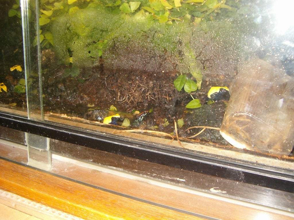 Terrarium L 86 cm Hoog 30 cm Diep 45 cm, Amphibien, Avec terrarium, 0 à 2 ans