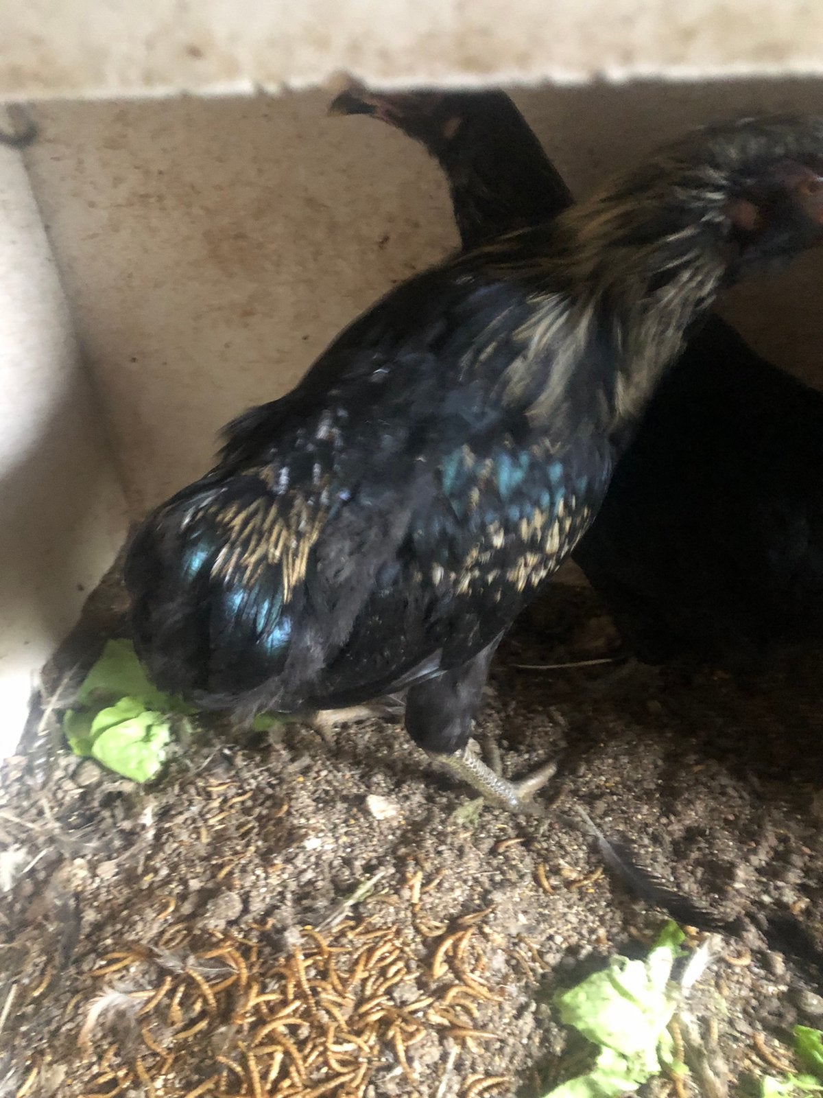 Araucana zilverhals haantjes, Dieren en Toebehoren, Mannelijk, Kip