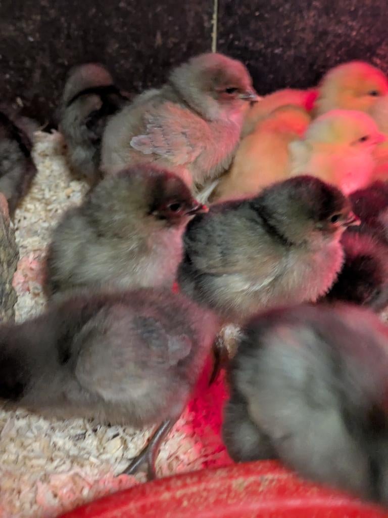 kuikentjes legkippen