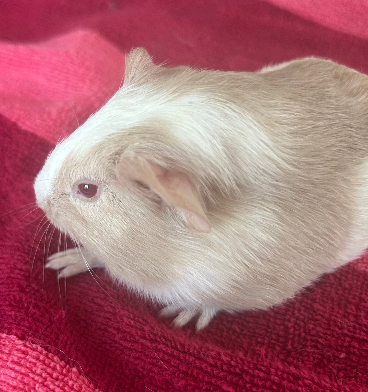 Cavia’s, Domestique, Plusieurs animaux, Cobaye, Juillet