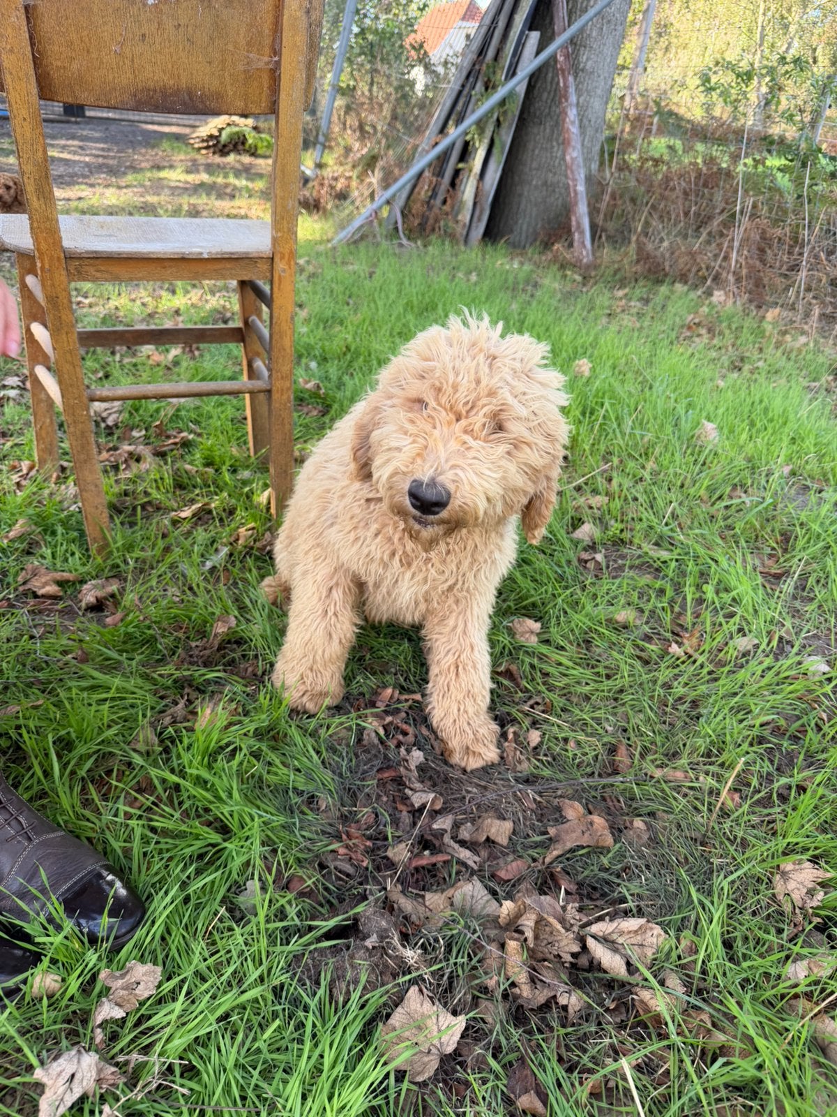 Mooi medium labradoodle pup!, Dieren en Toebehoren, Honden | Retrievers, Spaniëls en Waterhonden, België, 15 weken tot 1 jaar