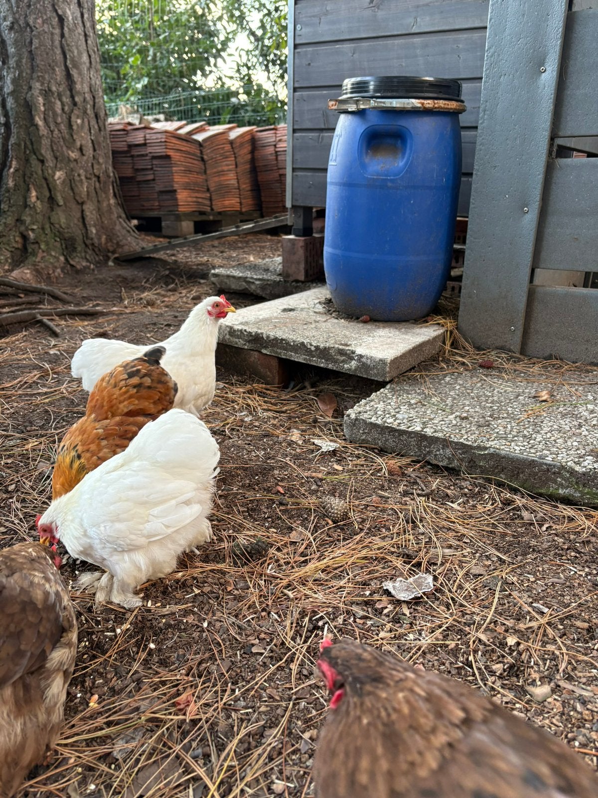 3 haantjes cochinkriel, Mâle, Poule ou poulet