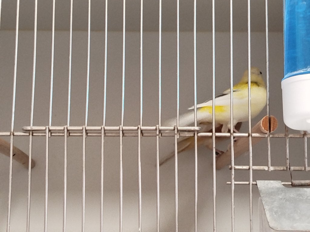 Mutatie botvinken 26, Dieren en Toebehoren
