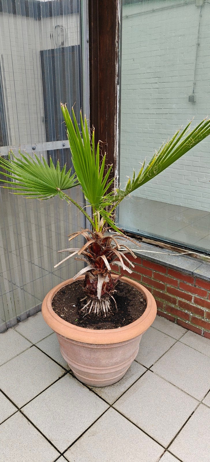 Canarische palm, Ophalen