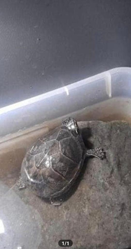 Muskusschildpad., Dieren en Toebehoren, Reptielen en Amfibieën, Tam