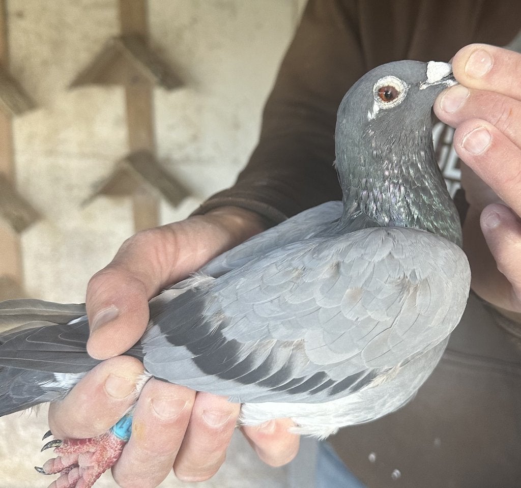 Bewezen kweekduiven, Femelle, Pigeon voyageur