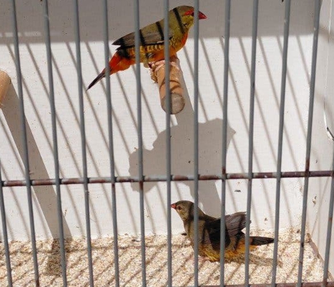 Goudbuikje koppel, Plusieurs animaux, Oiseau tropical