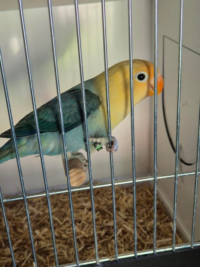 Verschillende fischeri opalines, Dieren en Toebehoren, Vogels | Parkieten en Papegaaien, Meerdere dieren, Dwergpapegaai of Agapornis