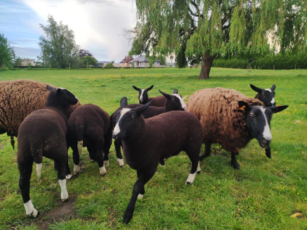 Zwartbles ooi lammeren te koop, Dieren en Toebehoren, Vrouwelijk, Schaap, 0 tot 2 jaar