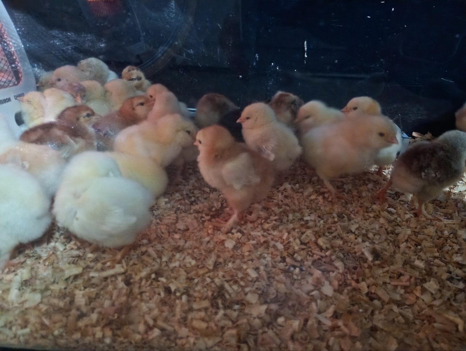 Kuikens te koop (10+2 gratis)