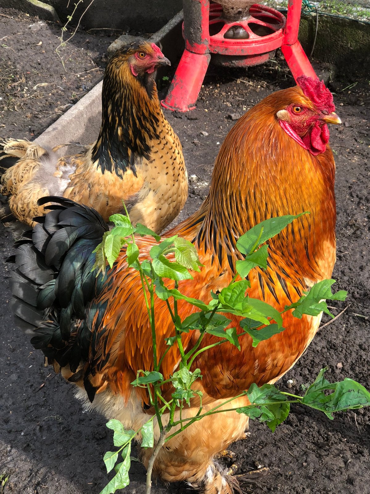 Prachtige brahma haan,raszuiver, Mâle, Poule ou poulet