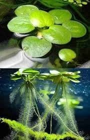 Amazon Frogbit drijfplantjes – 10 stuks voor €5, Enlèvement