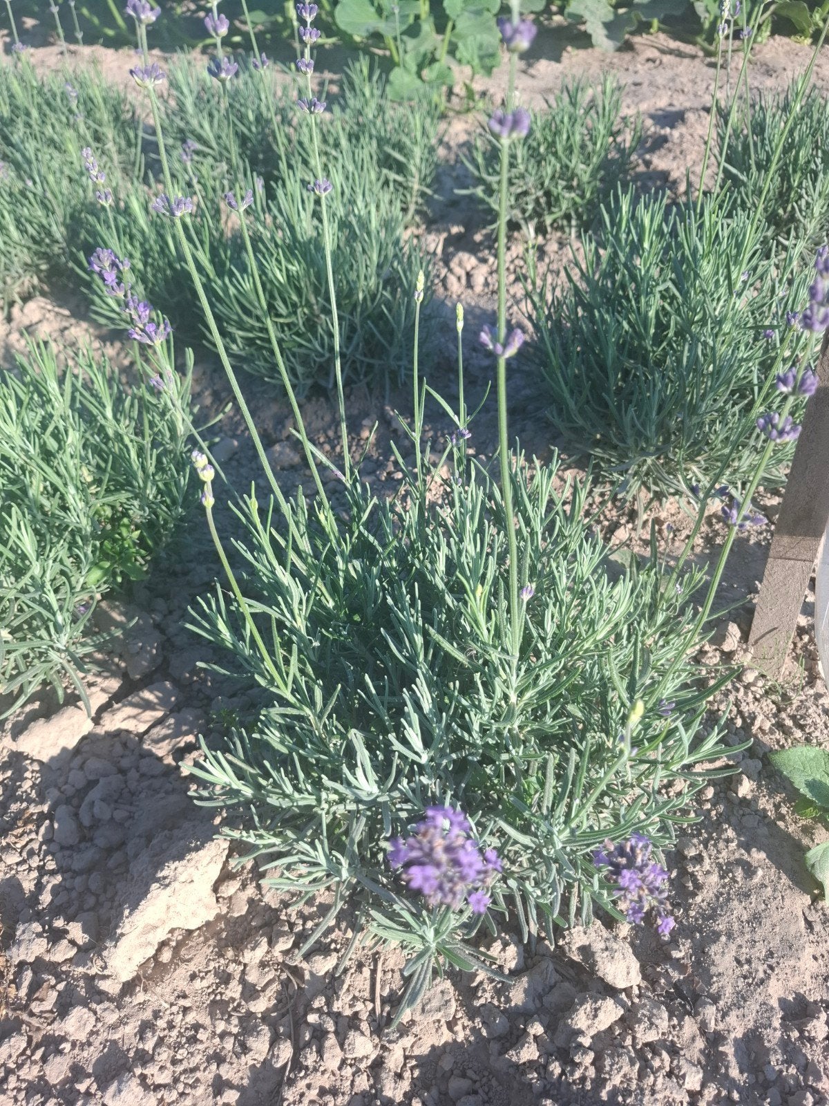 Lavendel, Tuin en Terras, Planten | Tuinplanten, Volle zon, Vaste plant, Zomer, Ophalen