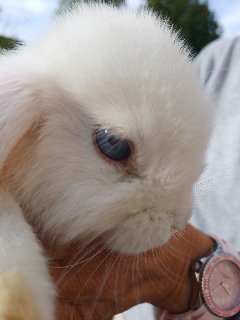 Raszuivere lieve minilop - heel kleintje, Dieren en Toebehoren, Konijnen, Vrouwelijk, Dwerg, 0 tot 2 jaar