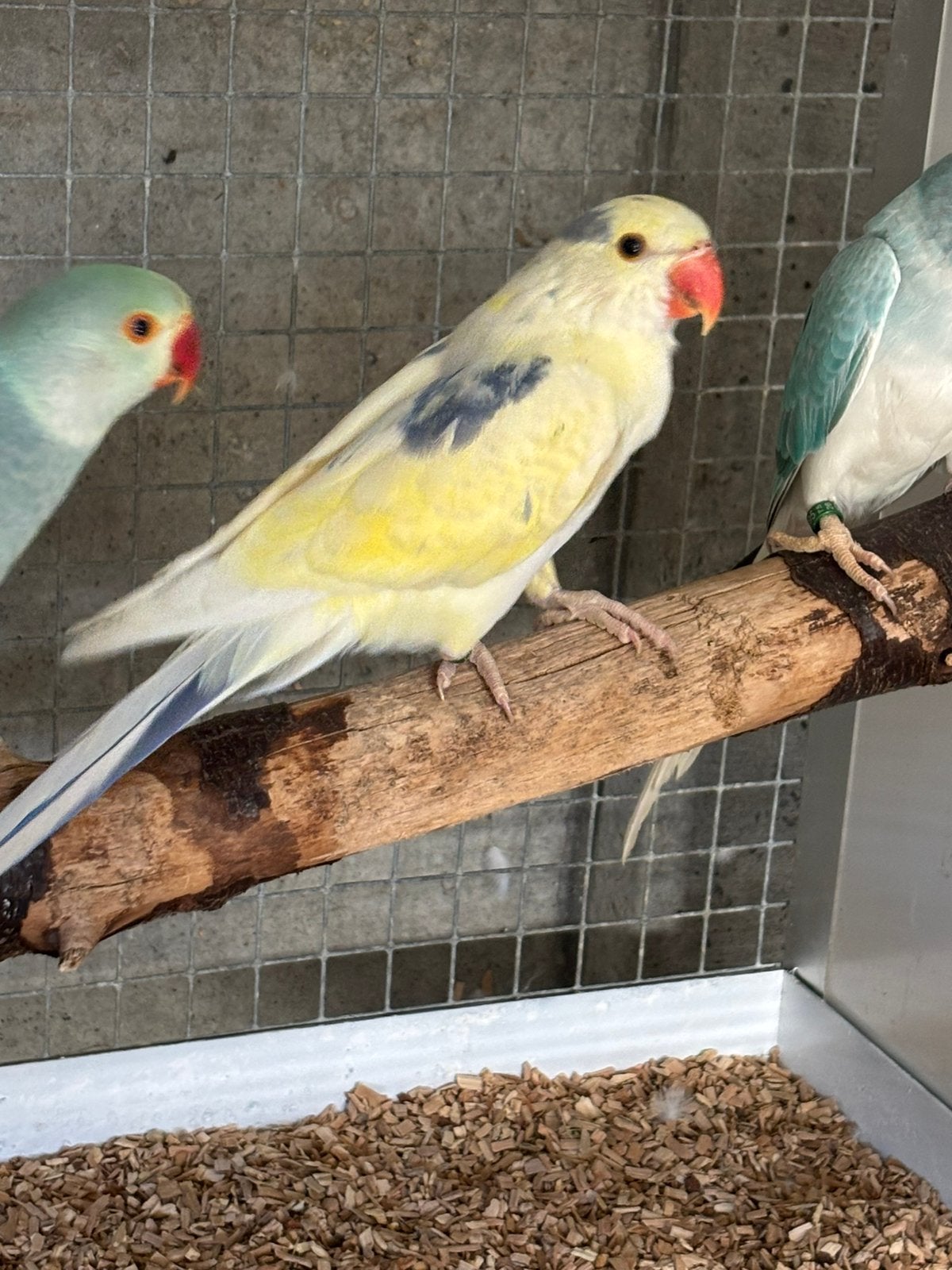 Halsbandparkieten, Dieren en Toebehoren, Geringd
