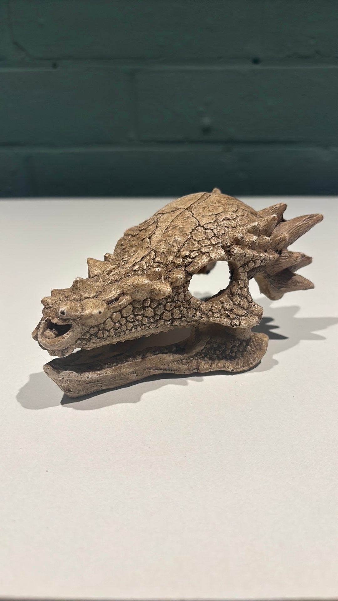 Skelet drakenkop deco voor terrarium, Enlèvement