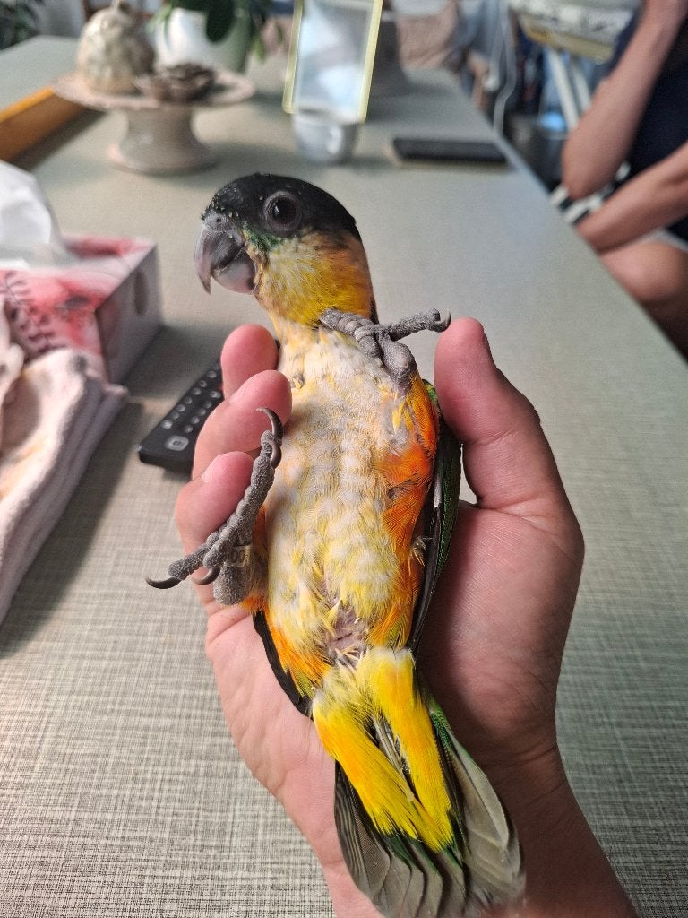 Handtamme zwartkop ciaque, Dieren en Toebehoren, Geslacht onbekend, Papegaai, Geringd