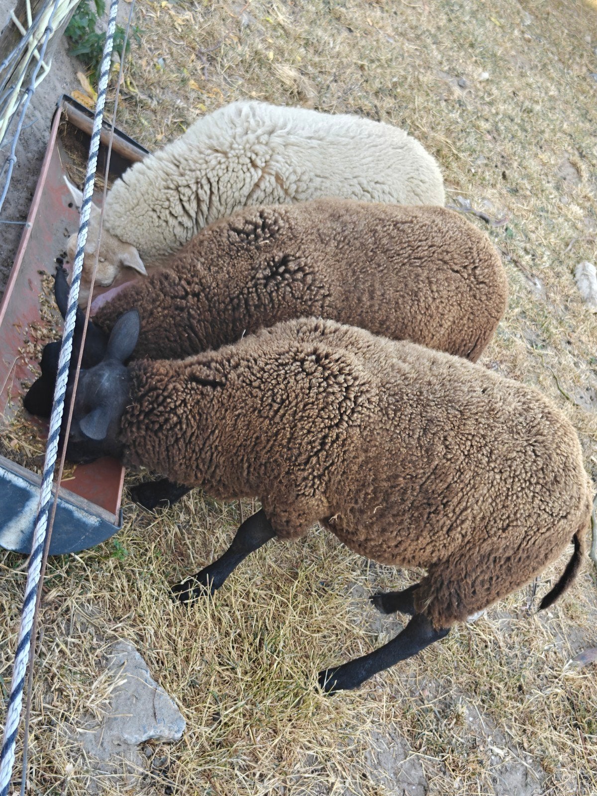 schaap, Mâle, Mouton