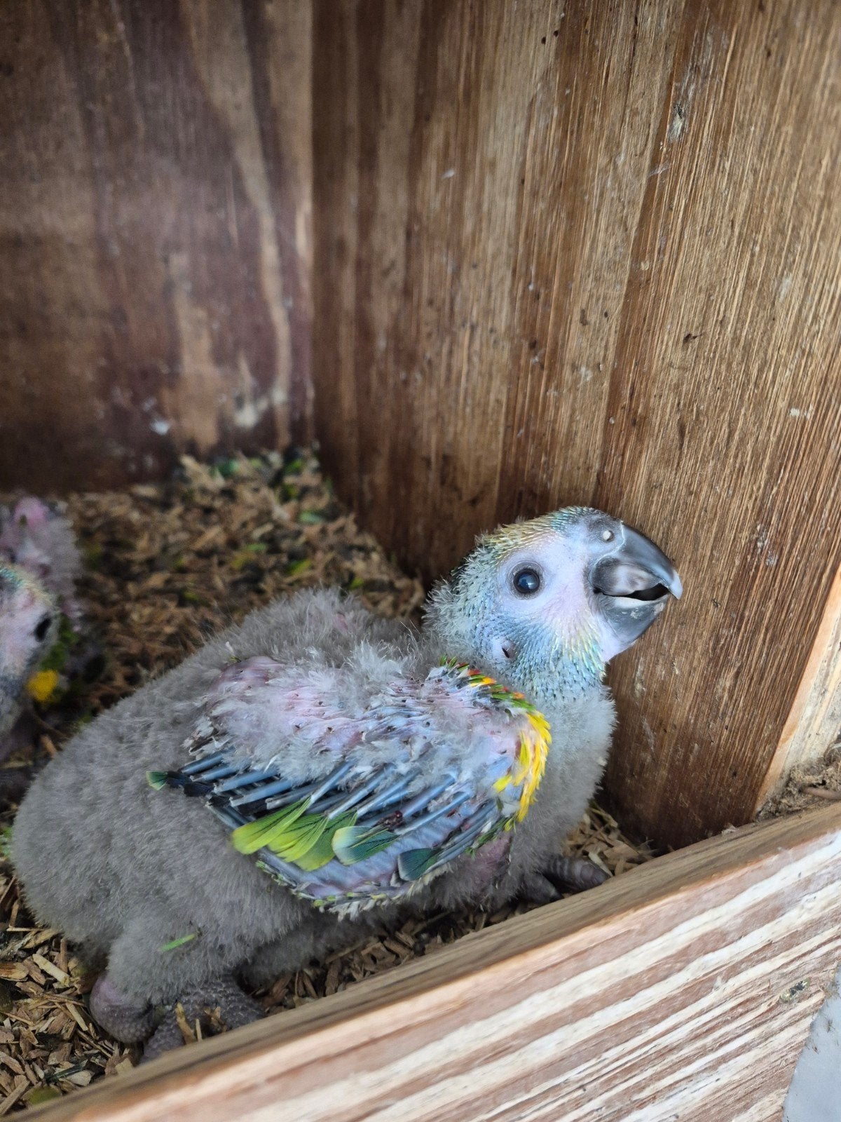 Jonge Blauwvoorhoofd amazones, Dieren en Toebehoren, Meerdere dieren, Papegaai, Geringd