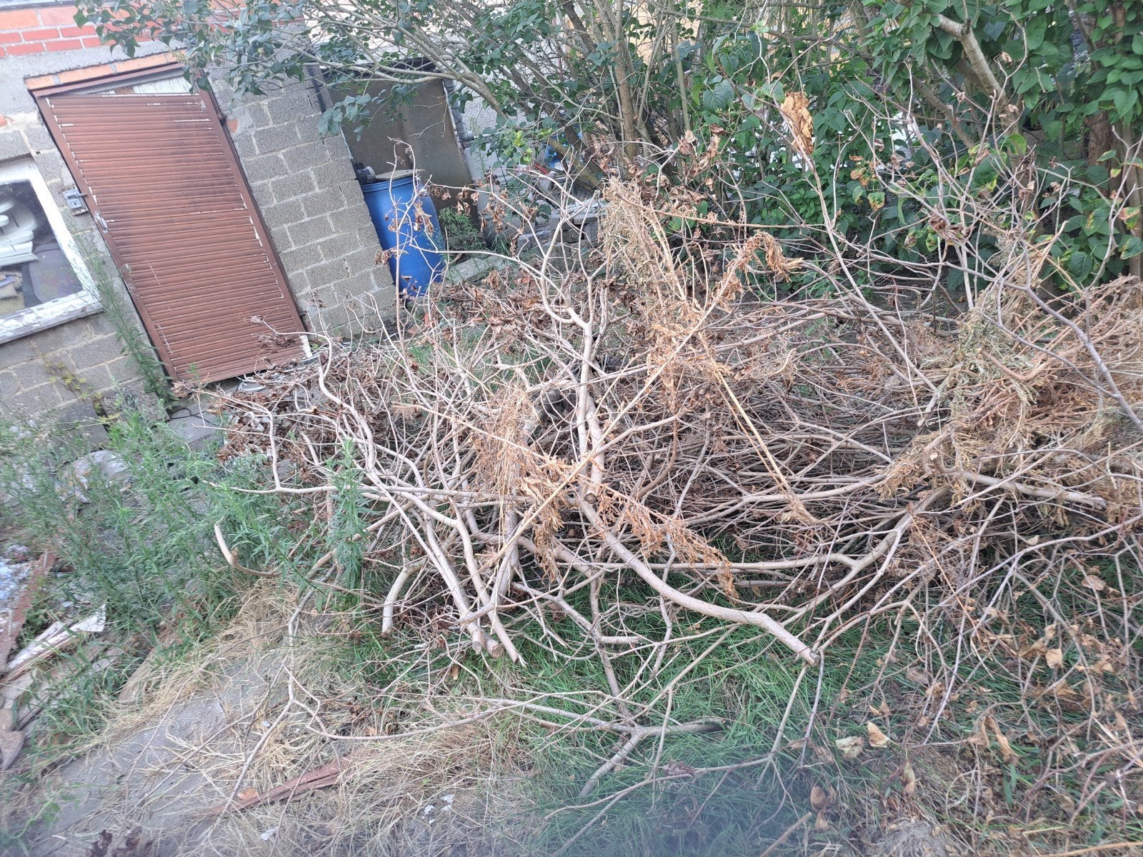 hout, Tuin en Terras, Planten | Bomen, Ophalen