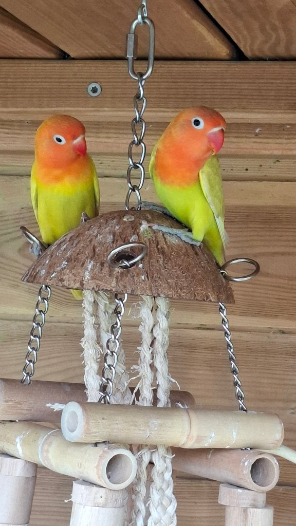 Jonge dwergpapegaai agapornis fisherie, Dieren en Toebehoren, Vogels | Parkieten en Papegaaien, Dwergpapegaai of Agapornis, Meerdere dieren