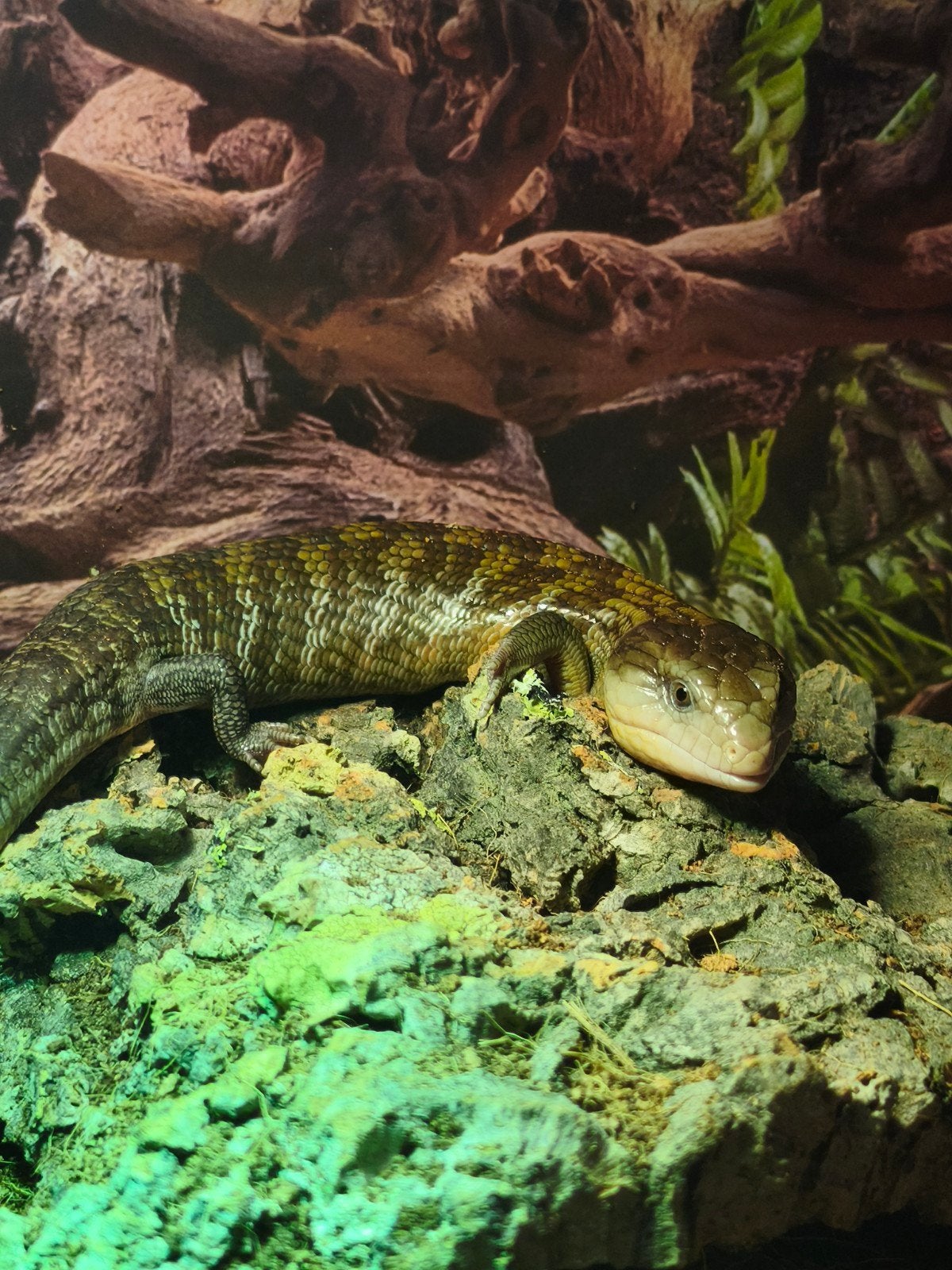 blauwtong skink Tiliqua scincoides tekoop of te ruil