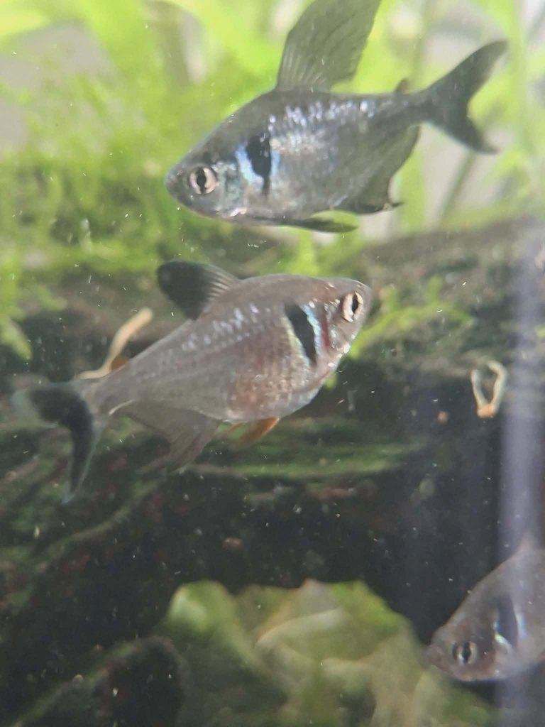 fantoomzalm 8stuks, Vis, Zoetwatervis, Schoolvis