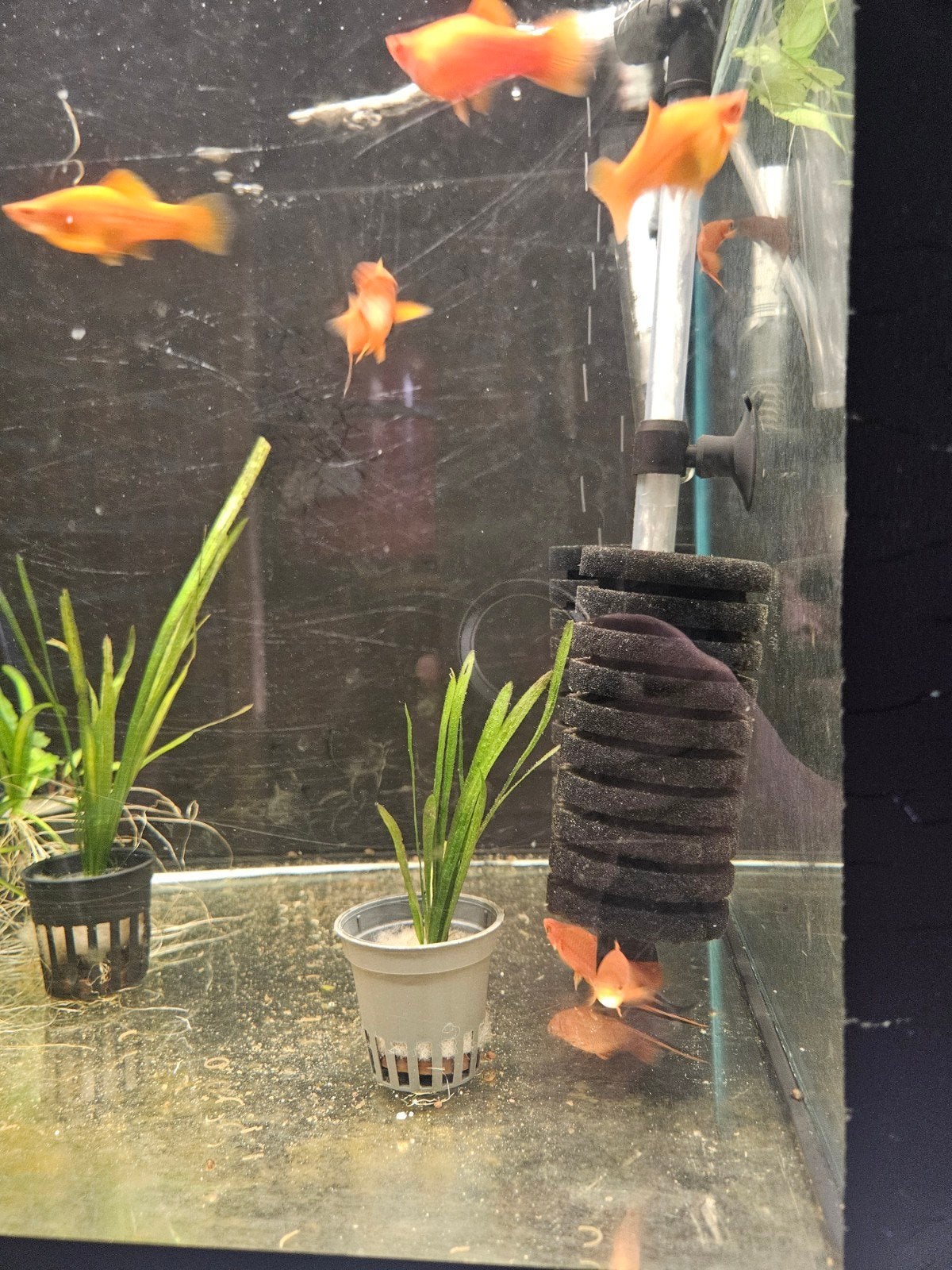 Xiphophorus Helleri, Vis, Zoetwatervis, Schoolvis
