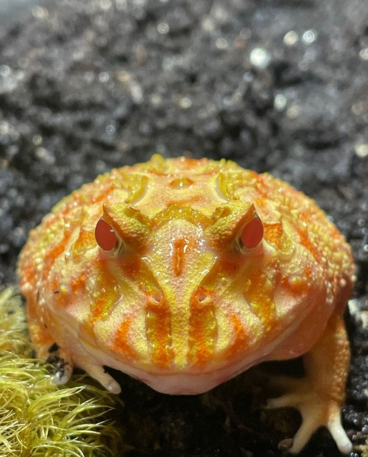 pacman kikker, Amfibie, Tam, 0 tot 2 jaar